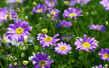 Flowers, summer, pink, field, yellow, flower, green HD wallpaper