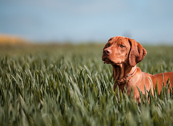 Dog, sweet, dogs, puppies, cute, beautiful, playful, playful dog, puppy, dog face, pretty, animals, face, lovely HD wallpaper