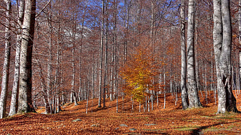 Nature, Trees, Autumn, Leaf Fall, Fall, Trunks, October, Indian Summer HD wallpaper