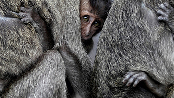 monkeys baby, primate, animals, national geographic HD wallpaper