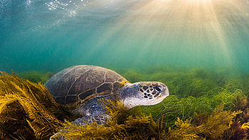 Green sea turtle, San Diego, California, Animal, sea turtle, underwater HD wallpaper