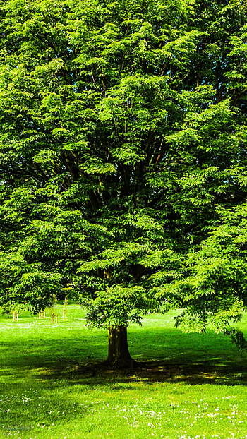 Green tree, enchantment, Spring beauty, Nature's charm HD phone wallpaper