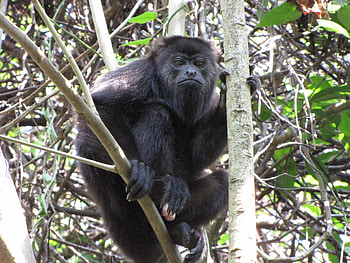 The Yucatn black, Howler Monkey HD wallpaper