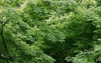 Plants, Trees, Background, Leaves HD wallpaper