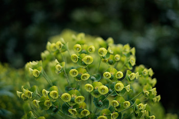 Flowers, Plant, Petals, Close-Up HD wallpaper