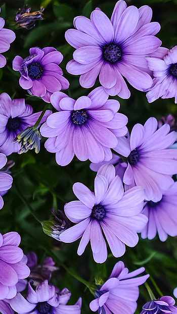 Purple daisy flowers, U, Floral enchantment, Vibrant blossoms HD phone wallpaper