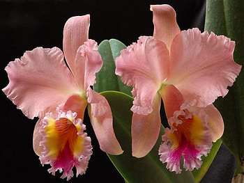 orchid, purple, pink, tropical HD wallpaper