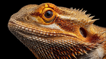 Bearded Dragon Reptile Close-Up, reptile, Bearded Dragon, lizard, close-up HD wallpaper