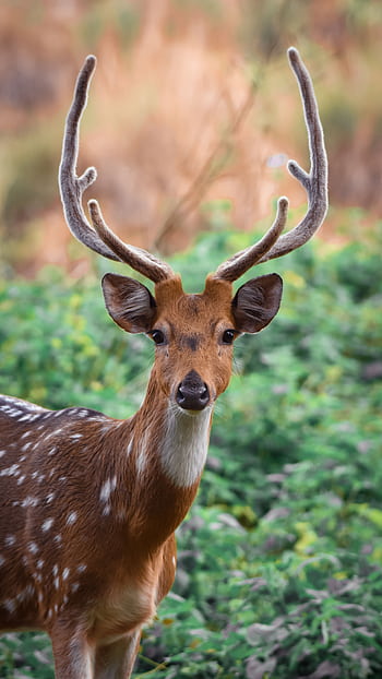 Elegant deer with antlers in a lush green landscape, showcasing serene wildlife. HD phone wallpaper