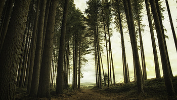 In the woods, big trees, forest HD wallpaper