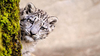 Snow Leopard, Top , Backgrounds HD wallpaper