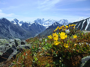 Mountains Spring, blue, art spring, wild flowers, beautiful, rocks, snow, yellow, sky, mountains HD wallpaper