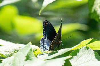 Animals, Leaves, Pattern, Butterfly, Wings, Tropical HD wallpaper