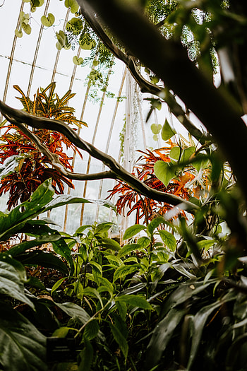 Plants, Leaves, Miscellanea, Miscellaneous, Branches, Greenhouse HD phone wallpaper