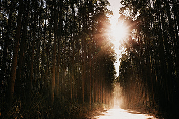 Nature, Trees, Glare, Beams, Rays, Road, Forest, Sunlight, Bright Light HD wallpaper
