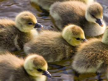 Cygnets , animals, cygnets HD wallpaper