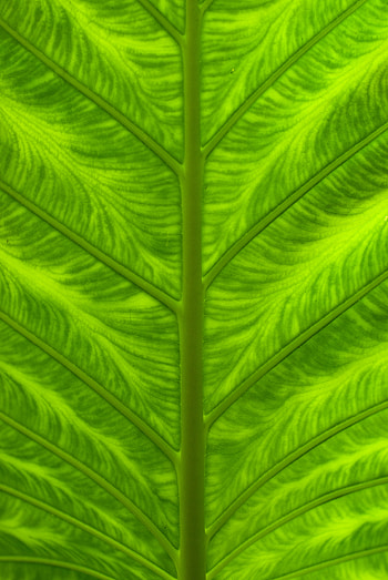 Macro, Close-Up, Leaflet, Veins HD phone wallpaper