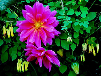 Flowers, Bright, Petals, Close-Up, Greens HD wallpaper