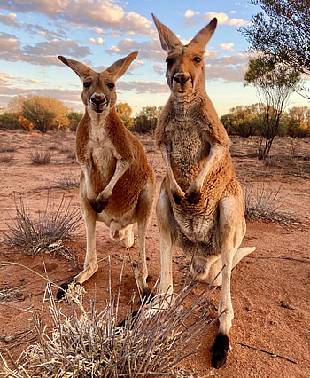 Couple, Kangaroos HD phone wallpaper