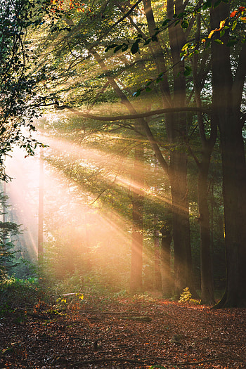 Landscape, Nature, Trees, Forest, Morning, Sunlight HD phone wallpaper