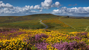 Summer Field, hills, flowersblossoms, wildflowers, clouds, landscape, sky HD wallpaper