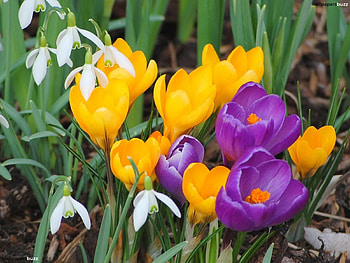 Spring, snowdrop, white, grass, orange, purple, pink, crocus, violet, flower, green, yellow, nature HD wallpaper