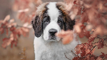 St. Bernard Dog Is Standing In Blur Dry Leaves Tree Branches Background Dog HD wallpaper