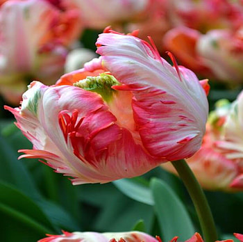 Tulips, Closeup, Tulip, Colorful, Flower HD wallpaper