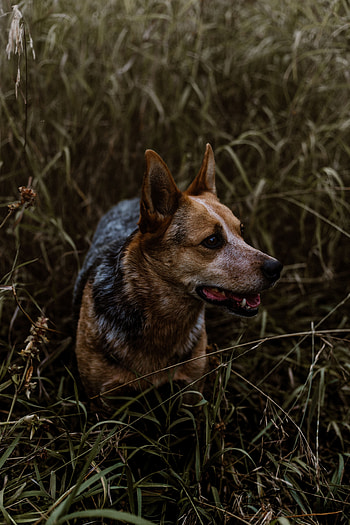 Animals, Grass, Dog, Muzzle, Stroll HD phone wallpaper