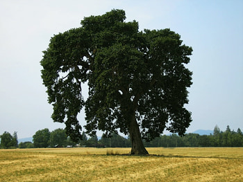 Oak, nature, field, tree HD wallpaper