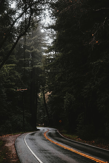 Nature, Trees, Road, Markup, Forest HD phone wallpaper