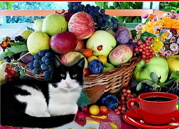 Cat and autumn fruktis, coffee, autumn, fruktis, cat HD wallpaper