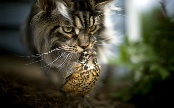 Animals, Background, Bird, Cat HD wallpaper