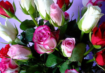 Flowers, Roses, Leaves, Bouquet, Buds, Different HD wallpaper