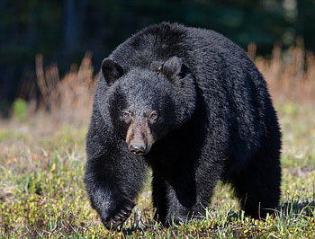 Animals, Grass, Bear, Huge, Stroll HD wallpaper