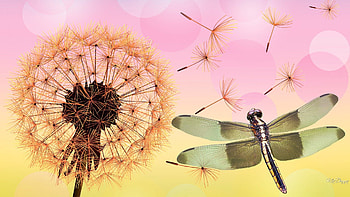 Dandelion and Dragonfly, pastel, fluff, seeds, dandelion, fall, summer, pink, dragonfly, autumn, flowers, weed HD wallpaper