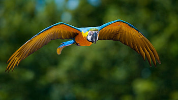 Animals, Parrots, Bird, Blur, Smooth, Flight, Wings, Wave, Sweep HD wallpaper