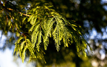 Nature, Conifers, Coniferous, Blur, Branches, Spruce, Fir HD wallpaper