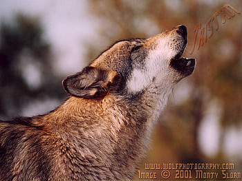 Tristan The Wolf Howling, wolves, animals, howl, grey wolf, wolves howling HD wallpaper