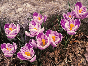 Plants, Flowers HD wallpaper