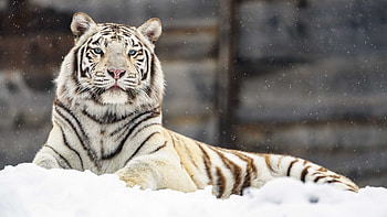 White Tiger Is Lying Down On Snow In Snowfall Background With Stare Look Tiger HD wallpaper