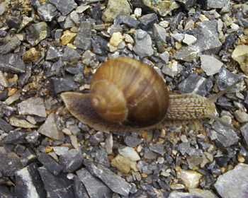 Snail reloaded=)), animal, linux, animals, snails, snail HD wallpaper