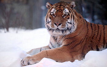 Animals, Tigers HD wallpaper