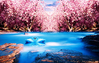 ★Adorable Couple★, blue, beloved valentines, plants, reflections, scenery, animals, waterscapes, trees, couple, adorable, stock , exterior, resources, attractions in dreams, beautiful, rocks, backgrounds, creative pre-made, love four seasons, lakes, swans, pink, nature, flowers, swan, lovely HD wallpaper