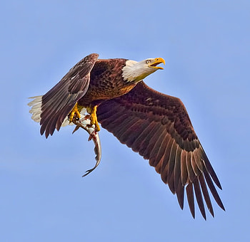 FISH FOR DINNER DEAR, dinner, eagle, bird, fish, bald HD wallpaper