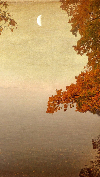 October morning HD phone wallpaper