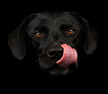 Dog, dogs, animals HD wallpaper
