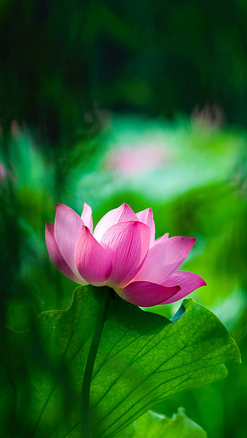 Macro lotus, Sony Xperia X HD phone wallpaper