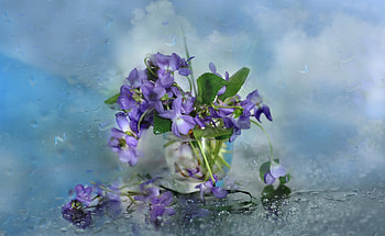 Happy Spring, blue, vase, spring, purple, toporas, flower, glass, card, violets HD wallpaper