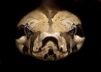 Boa Constrictor, Snake tattoos HD wallpaper